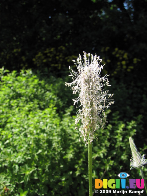 SX06301 Hoary plantain (Plantago media)